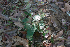 Haplanthodes tentaculatus